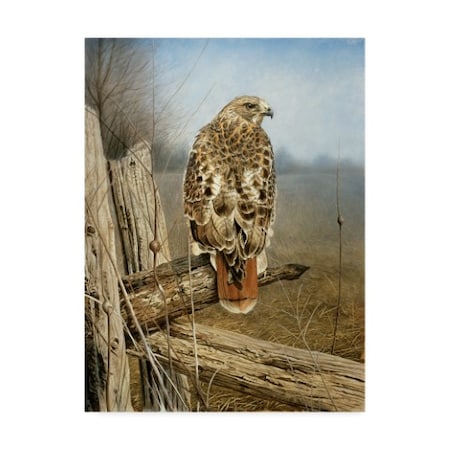 TRADEMARK FINE ART Rusty Frentner 'Red Tailed Hawk' Canvas Art, 18x24 ALI33210-C1824GG